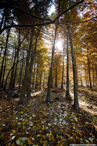 forestcouples